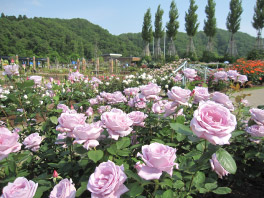 国営越後丘陵公園　香りのばら園