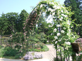 草ぶえの丘バラ園